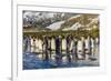 King Penguins (Aptenodytes Patagonicus)-Michael Nolan-Framed Photographic Print