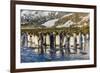 King Penguins (Aptenodytes Patagonicus)-Michael Nolan-Framed Photographic Print