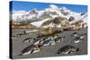 King Penguins (Aptenodytes Patagonicus)-Michael Nolan-Stretched Canvas