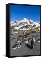 King Penguins (Aptenodytes Patagonicus)-Michael Nolan-Framed Stretched Canvas