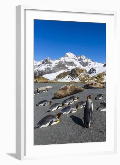 King Penguins (Aptenodytes Patagonicus)-Michael Nolan-Framed Photographic Print