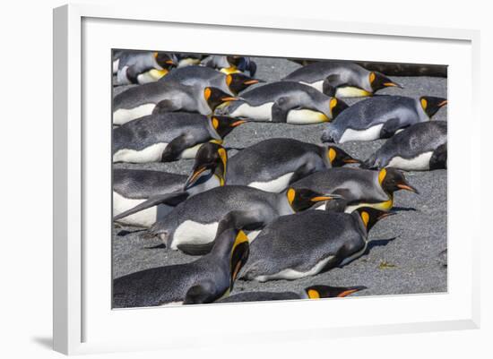 King Penguins (Aptenodytes Patagonicus)-Michael Nolan-Framed Photographic Print