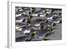 King Penguins (Aptenodytes Patagonicus)-Michael Nolan-Framed Photographic Print