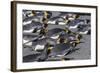 King Penguins (Aptenodytes Patagonicus)-Michael Nolan-Framed Photographic Print