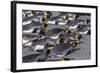 King Penguins (Aptenodytes Patagonicus)-Michael Nolan-Framed Photographic Print