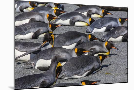 King Penguins (Aptenodytes Patagonicus)-Michael Nolan-Mounted Photographic Print