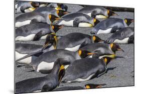 King Penguins (Aptenodytes Patagonicus)-Michael Nolan-Mounted Photographic Print