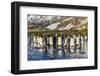 King Penguins (Aptenodytes Patagonicus)-Michael Nolan-Framed Photographic Print