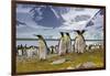 King Penguins at Gold Harbor Near Glacier on South Georgia Island-Darrell Gulin-Framed Photographic Print