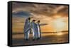 King penguins at sunrise, Falklands Islands-Wim van den Heever-Framed Stretched Canvas