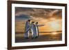 King penguins at sunrise, Falklands Islands-Wim van den Heever-Framed Photographic Print