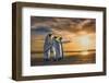 King penguins at sunrise, Falklands Islands-Wim van den Heever-Framed Photographic Print