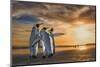 King penguins at sunrise, Falklands Islands-Wim van den Heever-Mounted Photographic Print