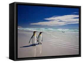 King Penguins At Volunteer Point On The Falkland Islands-Neale Cousland-Framed Stretched Canvas