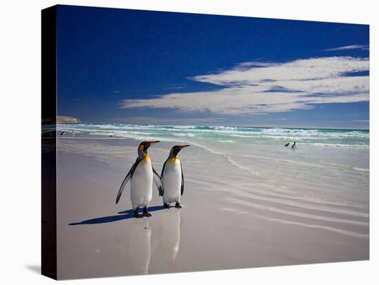 King Penguins At Volunteer Point On The Falkland Islands-Neale Cousland-Stretched Canvas