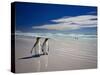 King Penguins At Volunteer Point On The Falkland Islands-Neale Cousland-Stretched Canvas