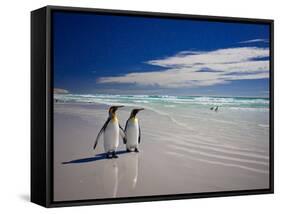 King Penguins At Volunteer Point On The Falkland Islands-Neale Cousland-Framed Stretched Canvas