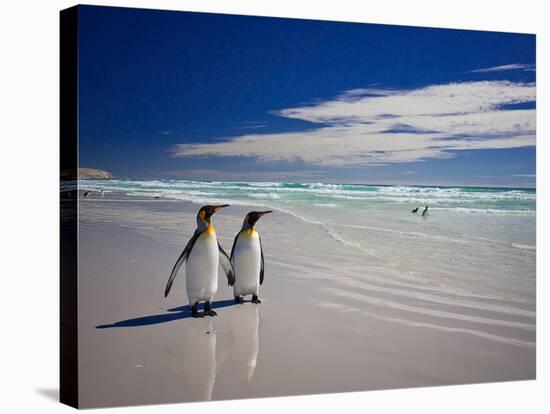 King Penguins At Volunteer Point On The Falkland Islands-Neale Cousland-Stretched Canvas