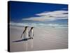 King Penguins At Volunteer Point On The Falkland Islands-Neale Cousland-Stretched Canvas