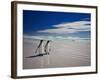 King Penguins At Volunteer Point On The Falkland Islands-Neale Cousland-Framed Premium Photographic Print