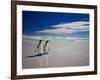 King Penguins At Volunteer Point On The Falkland Islands-Neale Cousland-Framed Photographic Print