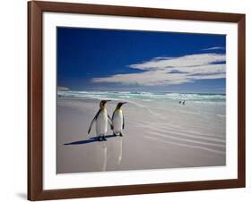 King Penguins At Volunteer Point On The Falkland Islands-Neale Cousland-Framed Photographic Print