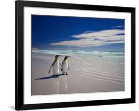 King Penguins At Volunteer Point On The Falkland Islands-Neale Cousland-Framed Photographic Print