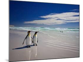 King Penguins At Volunteer Point On The Falkland Islands-Neale Cousland-Mounted Photographic Print