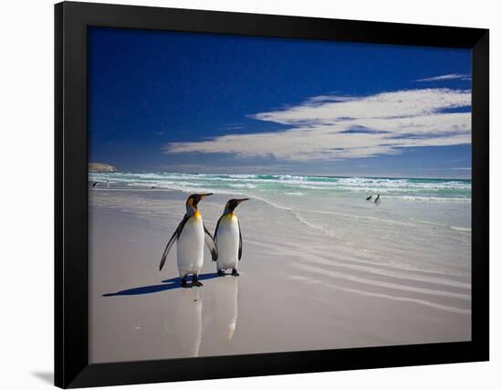 King Penguins At Volunteer Point On The Falkland Islands-Neale Cousland-Framed Photographic Print