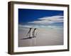 King Penguins At Volunteer Point On The Falkland Islands-Neale Cousland-Framed Photographic Print