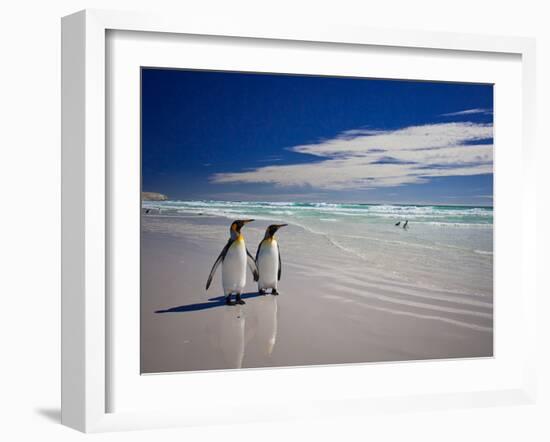 King Penguins At Volunteer Point On The Falkland Islands-Neale Cousland-Framed Photographic Print