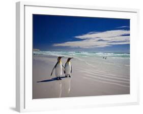 King Penguins At Volunteer Point On The Falkland Islands-Neale Cousland-Framed Photographic Print