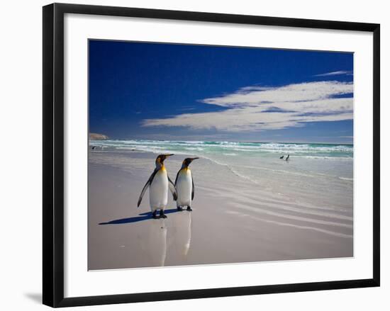 King Penguins At Volunteer Point On The Falkland Islands-Neale Cousland-Framed Photographic Print