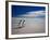 King Penguins At Volunteer Point On The Falkland Islands-Neale Cousland-Framed Photographic Print