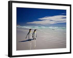 King Penguins At Volunteer Point On The Falkland Islands-Neale Cousland-Framed Photographic Print