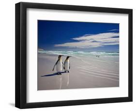 King Penguins At Volunteer Point On The Falkland Islands-Neale Cousland-Framed Photographic Print