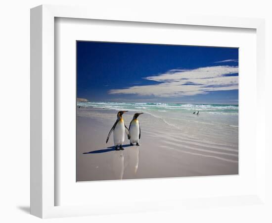 King Penguins At Volunteer Point On The Falkland Islands-Neale Cousland-Framed Photographic Print