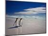 King Penguins At Volunteer Point On The Falkland Islands-Neale Cousland-Mounted Photographic Print