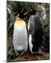 King Penguins (Couple Standing) Art Poster Print-null-Mounted Poster