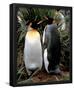 King Penguins (Couple Standing) Art Poster Print-null-Framed Poster