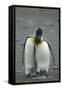 King Penguins Engaging in Mating Ritual-DLILLC-Framed Stretched Canvas