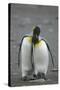 King Penguins Engaging in Mating Ritual-DLILLC-Stretched Canvas