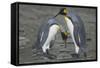 King Penguins Engaging in Mating Ritual-DLILLC-Framed Stretched Canvas