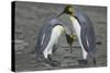 King Penguins Engaging in Mating Ritual-DLILLC-Stretched Canvas