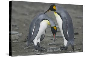 King Penguins Engaging in Mating Ritual-DLILLC-Stretched Canvas