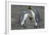 King Penguins Engaging in Mating Ritual-DLILLC-Framed Photographic Print