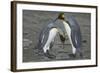 King Penguins Engaging in Mating Ritual-DLILLC-Framed Photographic Print