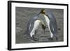 King Penguins Engaging in Mating Ritual-DLILLC-Framed Photographic Print