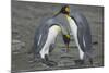 King Penguins Engaging in Mating Ritual-DLILLC-Mounted Photographic Print