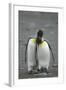 King Penguins Engaging in Mating Ritual-DLILLC-Framed Photographic Print